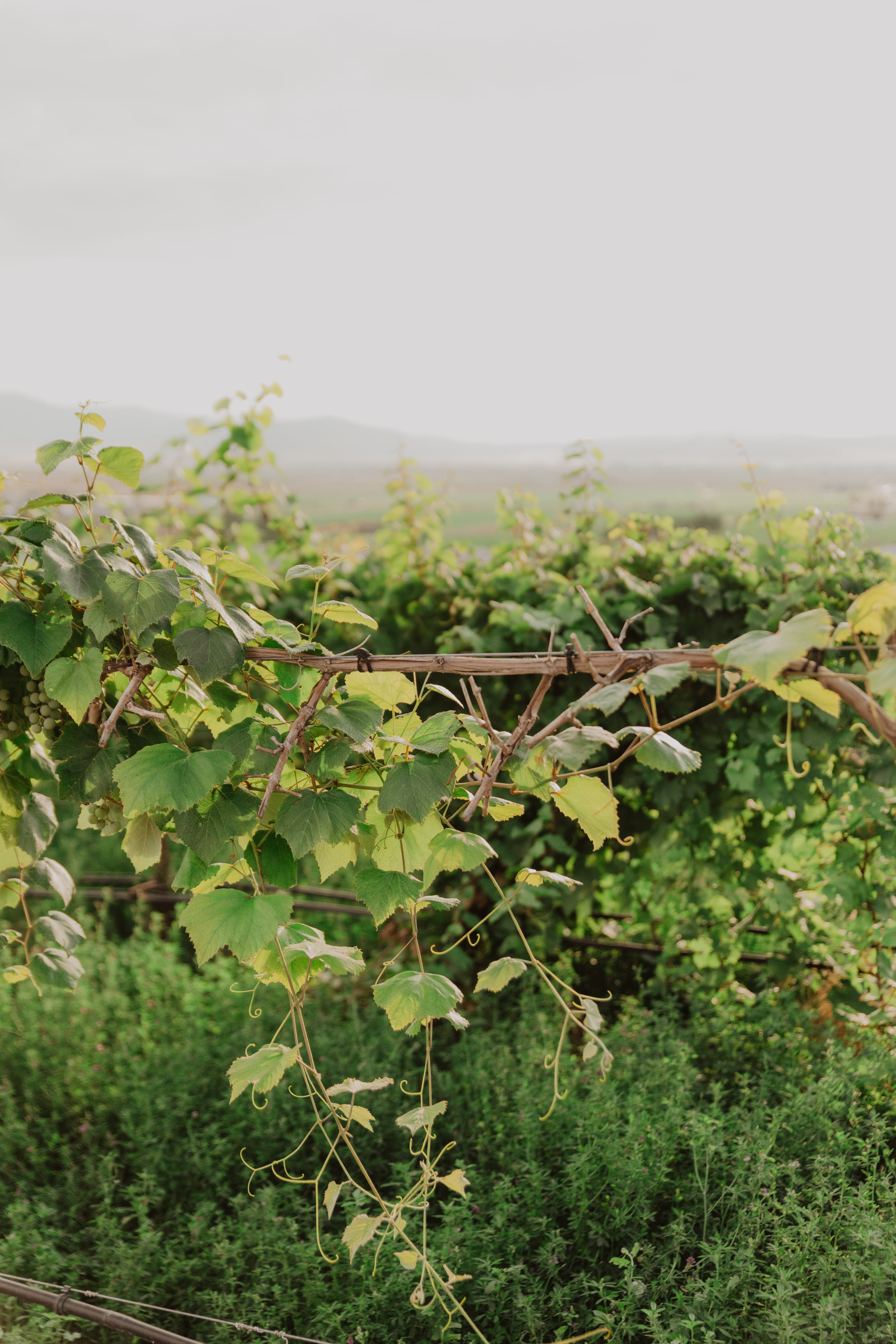 The Grapevine at Utah Vineyards