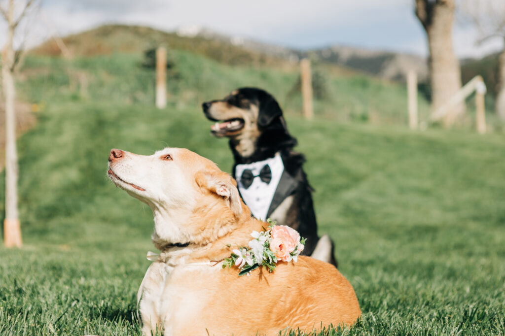 Kayleena and Dominique's dogs all dressed up for the wedding at Mt Naomi Vineyards.